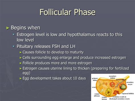 faza foliculara|Follicular Phase: What It Means If It’s Short or Long。